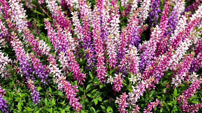 Winterheide planten: de enige plek waar ze écht goed gedijen
