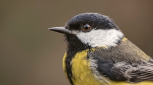ontdek de onverwachte agressieve kant van de koolmees en leer waarom deze schattige vogel soms een duistere kant toont.