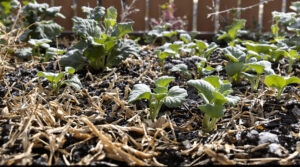ontdek de fatale fout die veel tuiniers maken met mulch in de winter en leer hoe je je moestuin gezond houdt zonder onbewust schade toe te brengen.