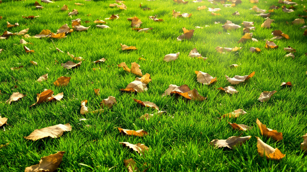 ontdek waarom het bemesten van je gazon voor de winter essentieel is en hoe je deze laatste kans optimaal benut voor een groen en gezond gras in het voorjaar.