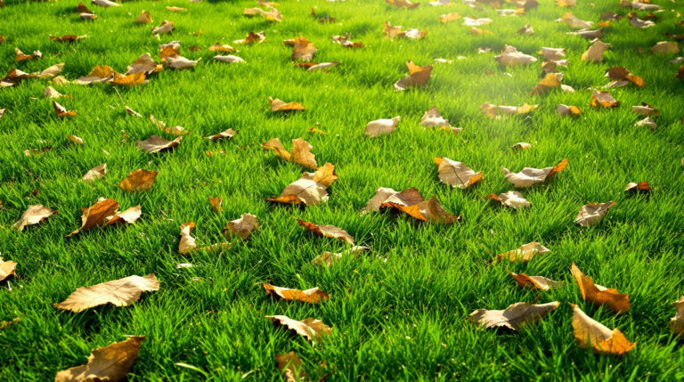 Gazon bemesten voor de winter: de laatste kans die bijna niemand benut
