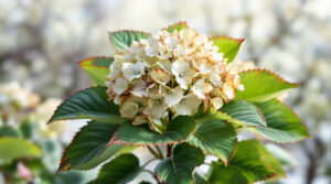 ontdek waarom je hortensia's bruine toppen krijgen – het is niet de vorst, maar een onzichtbare vijand die je planten bedreigt. leer hoe je ze kunt beschermen en verzorgen.