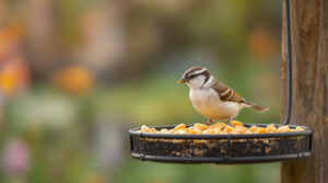 pindakaas voor vogels? ja, maar alleen deze zoutvrije variant is levensbelangrijk voor hun gezondheid. ontdek welke pindakaas veilig is voor jouw gevederde vriendjes.