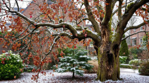 ontdek waarom je deze boom nooit in december moet snoeien en voorkom een fatale fout die je tuin kan ruïneren. leer de beste snoeitips voor een gezonde tuin.