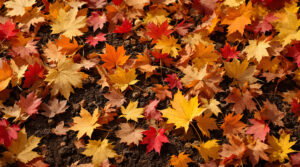 ontdek waarom het belangrijk is om afgevallen bladeren in je tuin te laten liggen en hoe ze bijdragen aan een gezonde bodem en biodiversiteit.