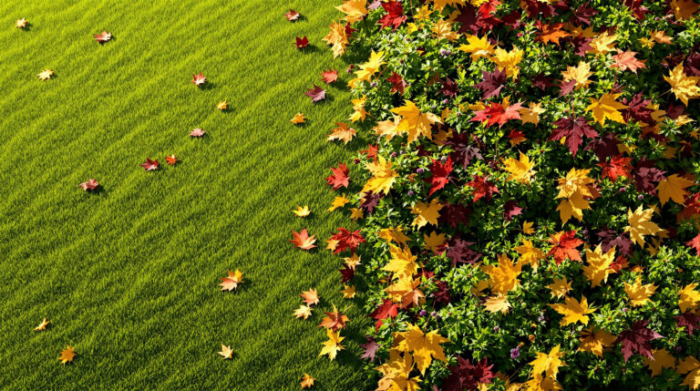 Waarom je bladeren op je gazon moet weghalen, maar in de border moet laten liggen