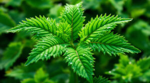 ontdek waarom je dit 'onkruid' in je tuin moet laten groeien en hoe het nuttiger is voor je ecosysteem dan je denkt.