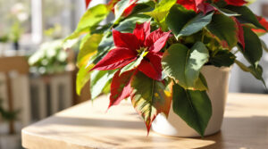 ontdek waarom je kerstster al zijn bladeren verliest en leer eenvoudige tips om je plant gezond en groen te houden tijdens de feestdagen.