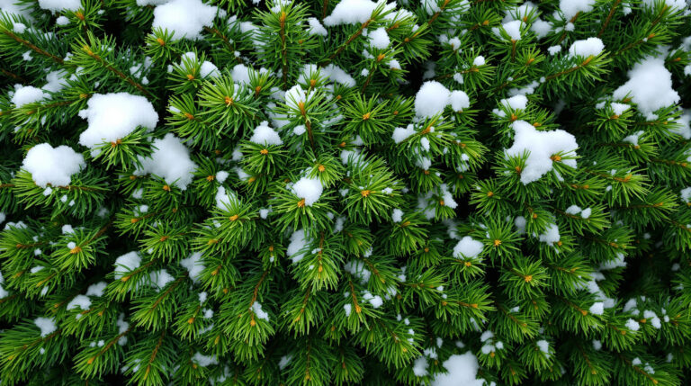 Waarom je nooit sneeuw van je groenblijvende hagen moet schudden