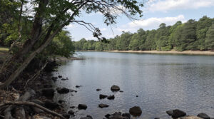 ontdek hoe je lange lianen aan je pothos krijgt: het geheim ligt niet in water geven, maar in het juiste licht.