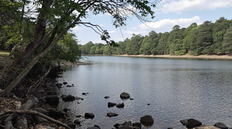 ontdek hoe je lange lianen aan je pothos krijgt: het geheim ligt niet in water geven, maar in het juiste licht.