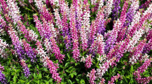 ontdek de beste plek om winterheide te planten waar ze optimaal kunnen groeien en bloeien, zelfs in koude omstandigheden.